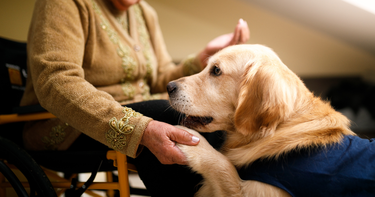 The Healing Power of Animals | Family Resource Home Care The Healing Power of Animals | Family Resource Home Care