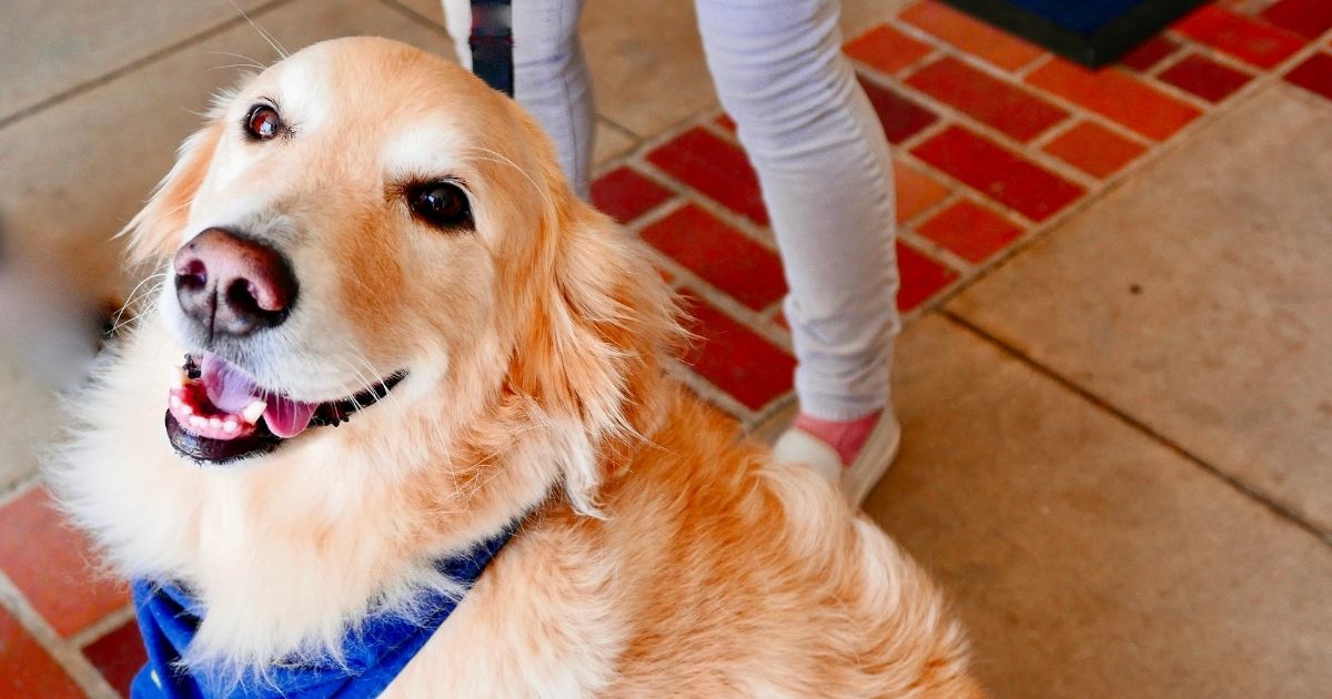 Trained therapy dogs can be a huge boost to many with PTSD.