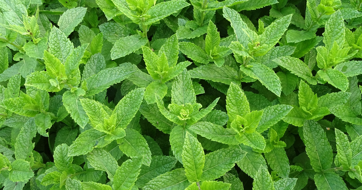 peppermint health benefits for elderly