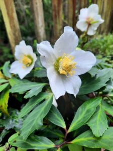 Hellebore